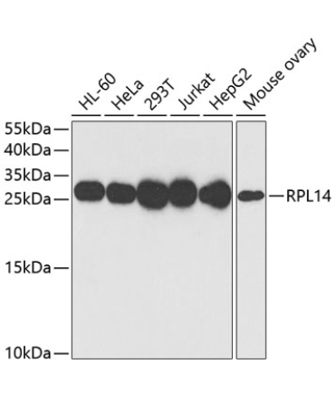 RPL14 Rabbit Polyclonal Antibody