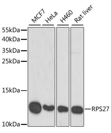 RPS27 Rabbit Polyclonal Antibody