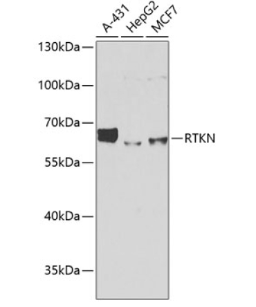 RTKN Rabbit Polyclonal Antibody