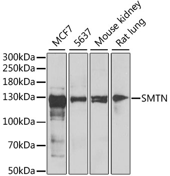 SMTN Rabbit Polyclonal Antibody