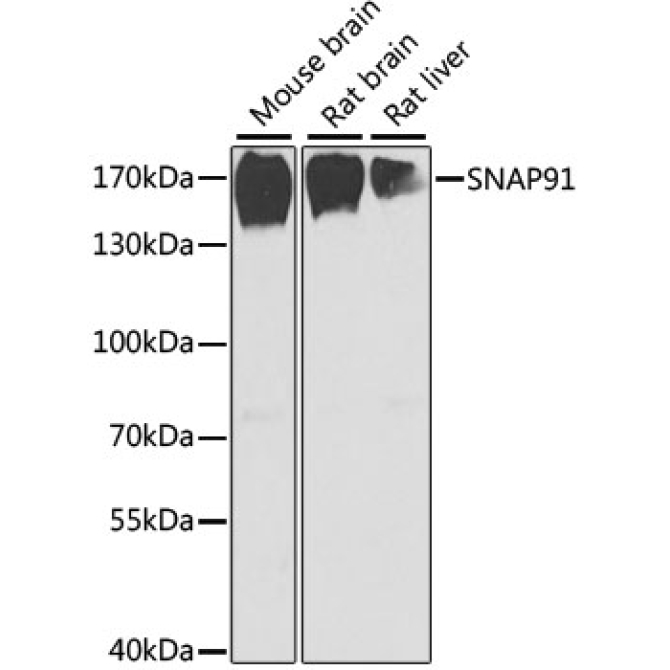 SNAP91 Rabbit Polyclonal Antibody