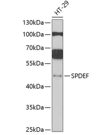 SPDEF Rabbit Polyclonal Antibody