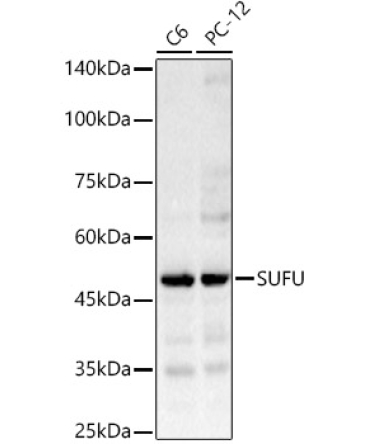 SUFU Rabbit Polyclonal Antibody