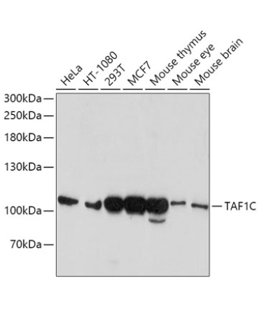 TAF1C Rabbit Polyclonal Antibody