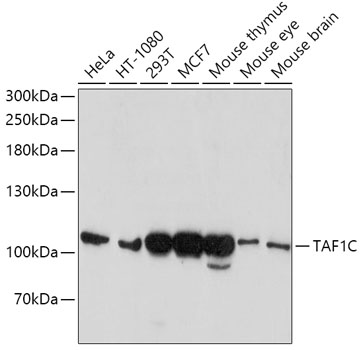 TAF1C Rabbit Polyclonal Antibody