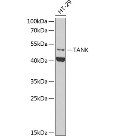 TANK Rabbit Polyclonal Antibody