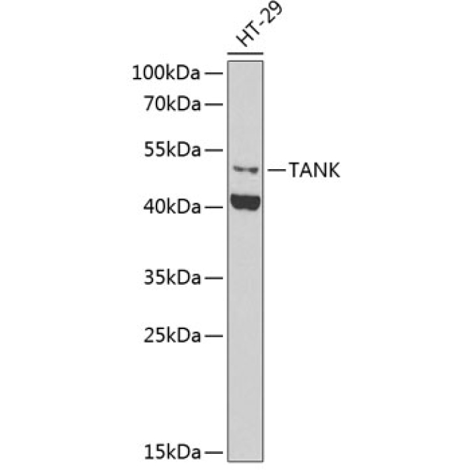 TANK Rabbit Polyclonal Antibody