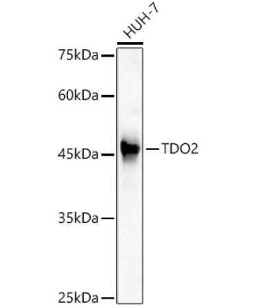 TDO2 Rabbit Polyclonal Antibody