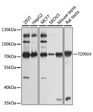 TDRKH Rabbit Polyclonal Antibody