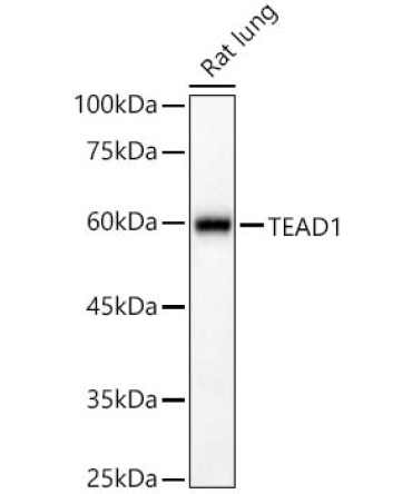 TEAD1 Rabbit Polyclonal Antibody