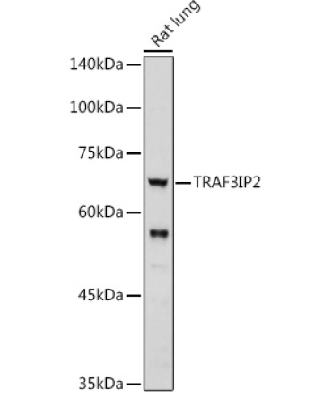 TRAF3IP2 Rabbit Polyclonal Antibody