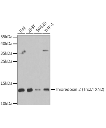 Thioredoxin 2 (Trx2/TXN2) Rabbit Polyclonal Antibody