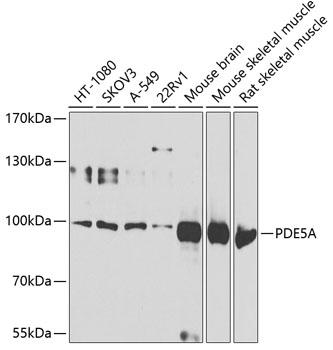 PDE5A Rabbit Polyclonal Antibody