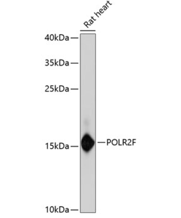 POLR2F Rabbit Polyclonal Antibody
