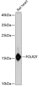 POLR2F Rabbit Polyclonal Antibody