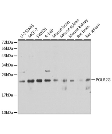 POLR2G Rabbit Polyclonal Antibody