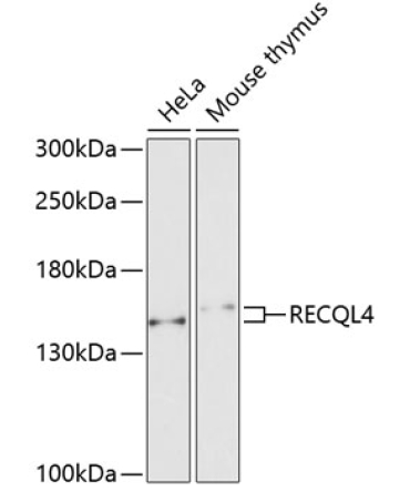 RECQL4 Rabbit Polyclonal Antibody