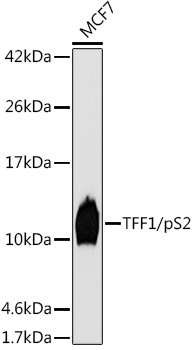 TFF1/pS2 Rabbit Monoclonal Antibody