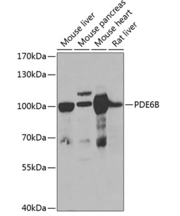 PDE6B Rabbit Polyclonal Antibody