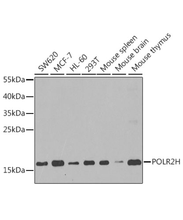 POLR2H Rabbit Polyclonal Antibody