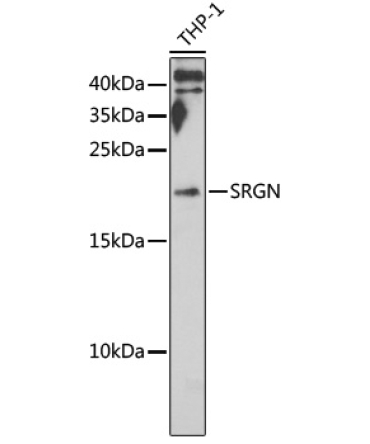 SRGN Rabbit Polyclonal Antibody