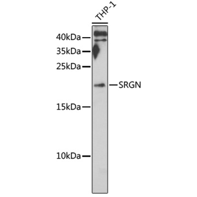 SRGN Rabbit Polyclonal Antibody