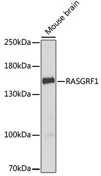 RASGRF1 Rabbit Polyclonal Antibody
