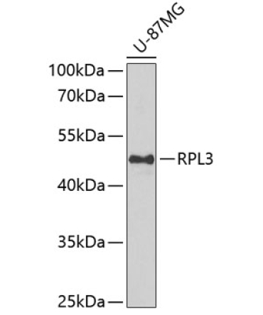 RPL3 Rabbit Polyclonal Antibody