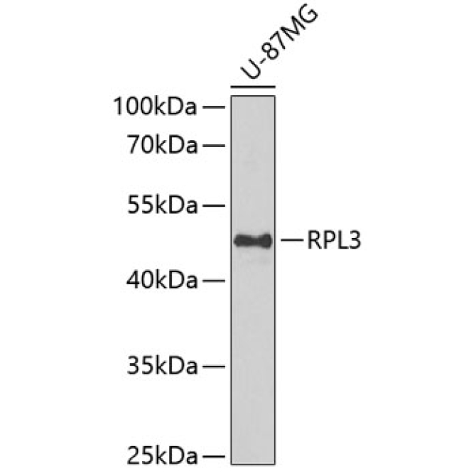RPL3 Rabbit Polyclonal Antibody