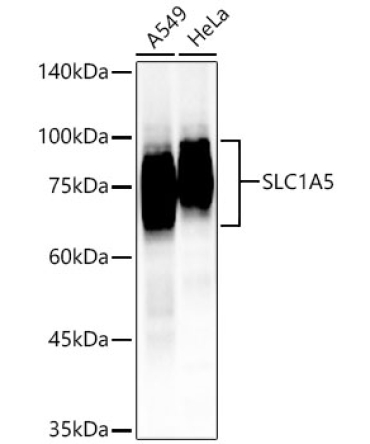 SLC1A5 Rabbit Polyclonal Antibody