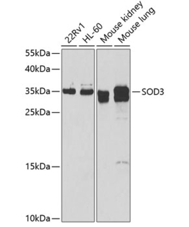 SOD3 Rabbit Polyclonal Antibody