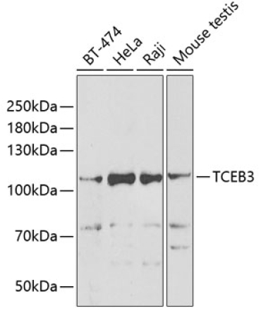 TCEB3 Rabbit Polyclonal Antibody