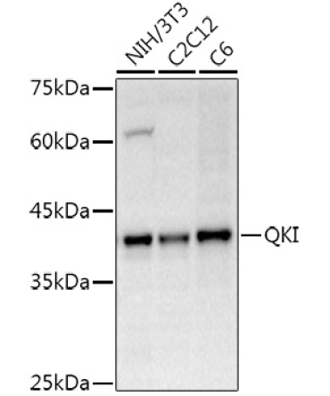 QKI Rabbit Polyclonal Antibody