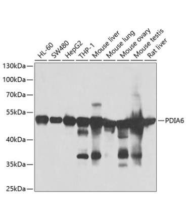 PDIA6 Rabbit Polyclonal Antibody
