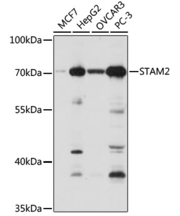 STAM2 Rabbit Polyclonal Antibody