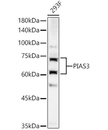 PIAS3 Rabbit Polyclonal Antibody