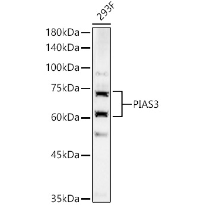 PIAS3 Rabbit Polyclonal Antibody