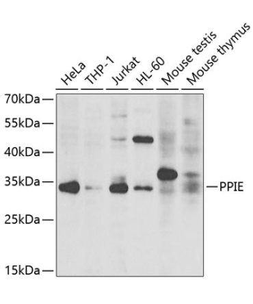 PPIE Rabbit Polyclonal Antibody