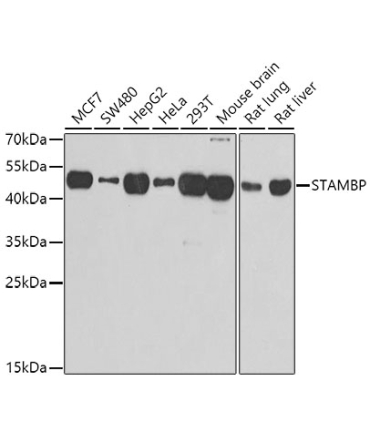 STAMBP Rabbit Polyclonal Antibody