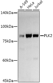 PLK2 Rabbit Polyclonal Antibody