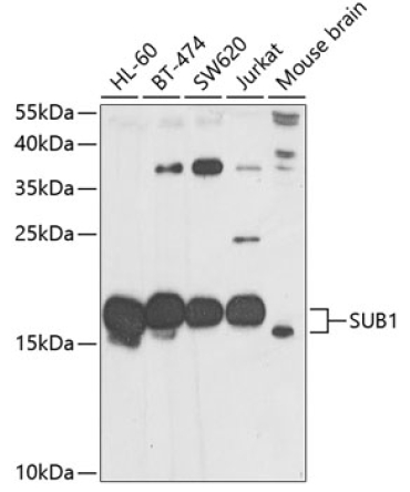 SUB1 Rabbit Polyclonal Antibody