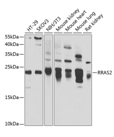 RRAS2 Rabbit Polyclonal Antibody