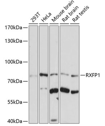 RXFP1 Rabbit Polyclonal Antibody