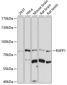 RXFP1 Rabbit Polyclonal Antibody