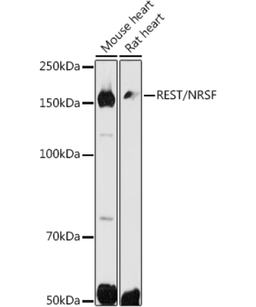 REST/NRSF Rabbit Polyclonal Antibody
