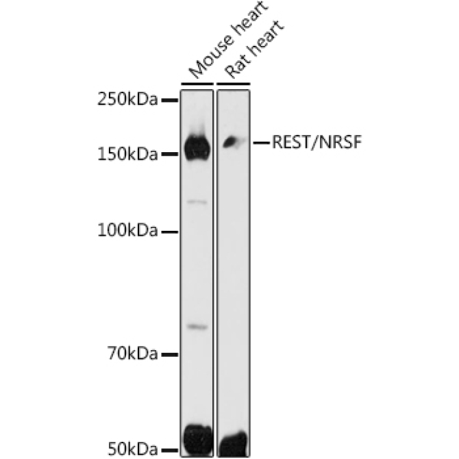 REST/NRSF Rabbit Polyclonal Antibody