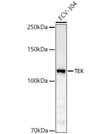 TEK Rabbit Polyclonal Antibody