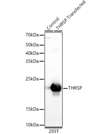 THRSP Rabbit Polyclonal Antibody