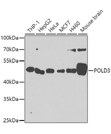 POLD3 Rabbit Polyclonal Antibody