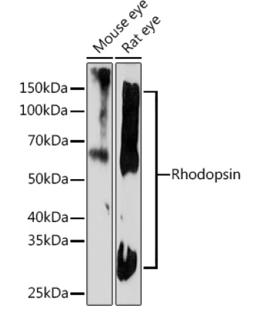 Rhodopsin Rabbit Monoclonal Antibody